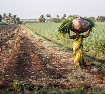Heat Waves Push MENA Farmers Toward Innovative Agricultural Solutions