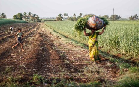Heat Waves Push MENA Farmers Toward Innovative Agricultural Solutions