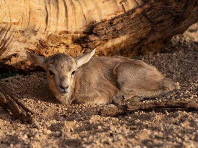 New Arabian Gazelle Births Offer Hope for Wildlife Conservation in Saudi Arabia