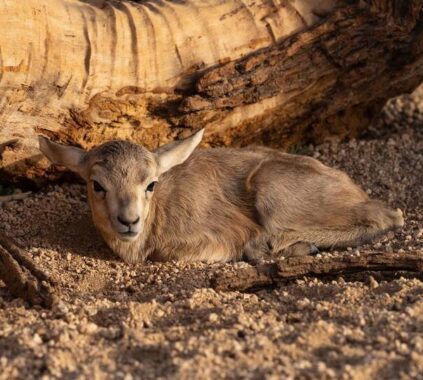 New Arabian Gazelle Births Offer Hope for Wildlife Conservation in Saudi Arabia