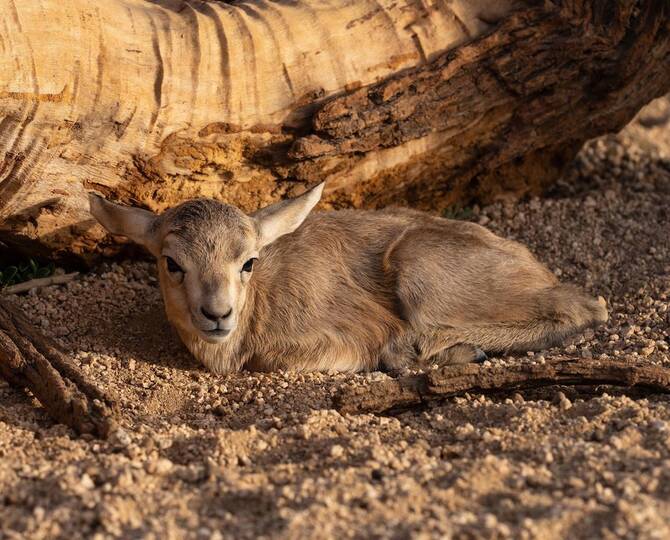 New Arabian Gazelle Births Offer Hope for Wildlife Conservation in Saudi Arabia