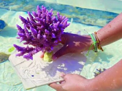 Can Corals Be Trained to Fight Disease? The Breakthrough from KAUST Scientists