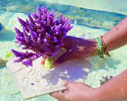 Can Corals Be Trained to Fight Disease? The Breakthrough from KAUST Scientists