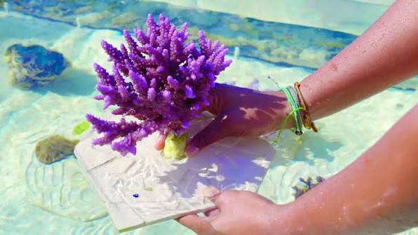 Can Corals Be Trained to Fight Disease? The Breakthrough from KAUST Scientists