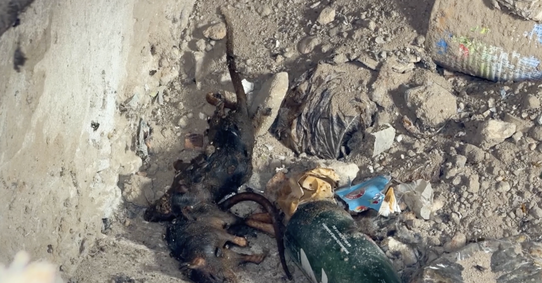 Gaza Displacement Camps Grapple with Rising Rodent and Pest Infestations