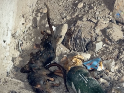 Gaza Displacement Camps Grapple with Rising Rodent and Pest Infestations