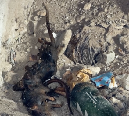 Gaza Displacement Camps Grapple with Rising Rodent and Pest Infestations