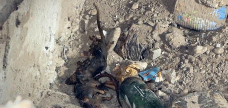 Gaza Displacement Camps Grapple with Rising Rodent and Pest Infestations